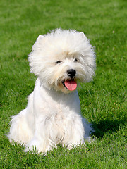 Image showing Puppy of West Highland White Terrier