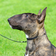 Image showing Miniature Bull Terrier 