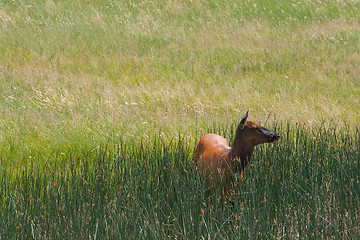 Image showing Mule deer on a morning pasture