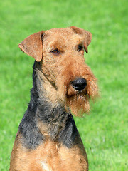 Image showing Airedale Terrier in the garden