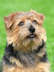 Image showing Norfolk terrier on a green grass lawn