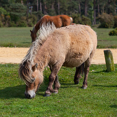 Image showing Wild pony in New Forest National Park