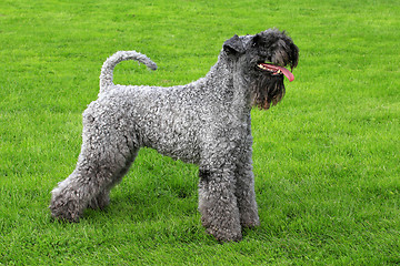 Image showing Portrait of Kerry Blue Terrier