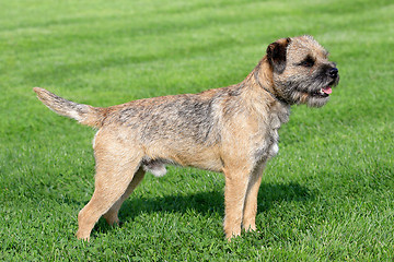 Image showing Border terrier on a green grass lawn