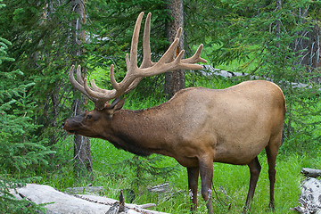 Image showing Large bull elk grazing in summer grass in Yellowstone