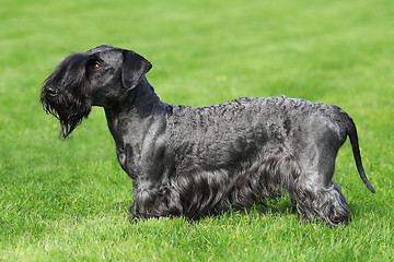 Image showing The typical Czech Terrier