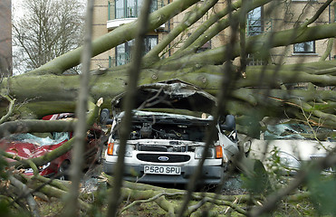 Image showing Fallen Tree in Windy Weather