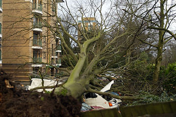 Image showing fallen tree in windy weather