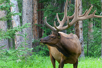 Image showing Large bull elk grazing in summer grass in Yellowstone
