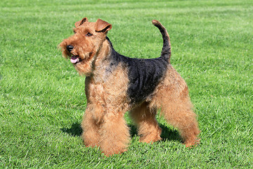 Image showing Typical Welsh Terrier in a summer garden