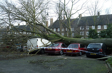 Image showing fallen tree in windy weather