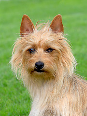 Image showing The portrait of Australian Terrier 