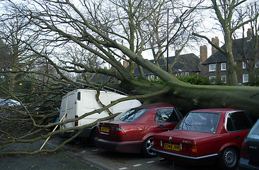 Image showing fallen tree in windy weather