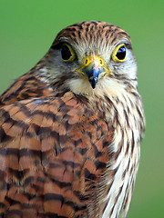 Image showing Portrait of Northern Goshawk