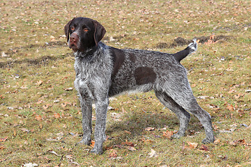 Image showing The typical Bohemian wire-haired Pointing Griffon