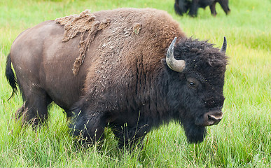 Image showing American Bison in the Yellowstone National Park 