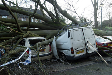 Image showing Fallen Tree in Windy Weather