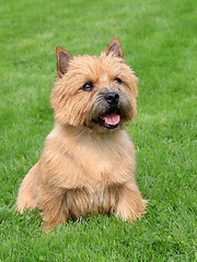Image showing The typical Norwich Terrier on a green grass lawn