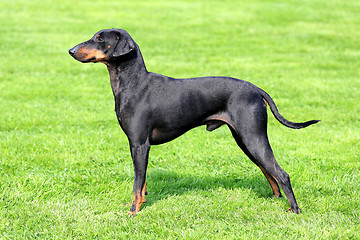 Image showing Manchester Terrier on a green grass lawn