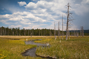 Image showing Dead forest in Yellowstone National Park