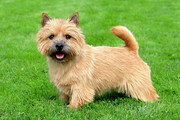 Image showing The typical Norwich Terrier on a green grass lawn