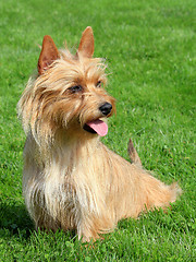 Image showing Australian Terrier in a garden