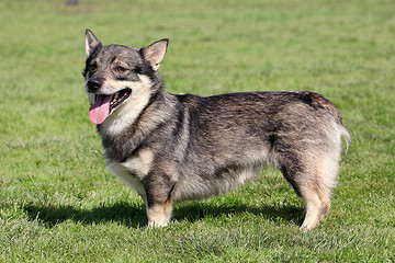Image showing The typical Swedish Vallhund in the garden