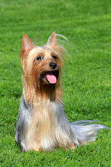 Image showing Australian Silky Terrier on a green grass lawn