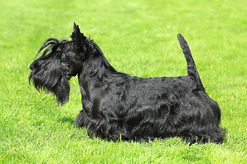 Image showing Black Scottish Terrier on a green grass lawn