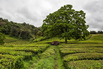 Image showing Tea plantation on Azores