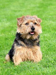 Image showing Norfolk terrier on a green grass lawn