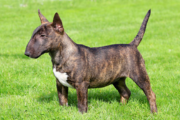 Image showing Miniature Bull Terrier 