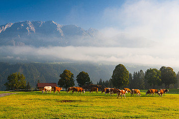 Image showing On pasture in the morning mist