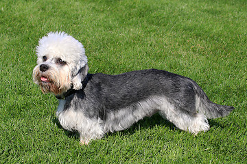 Image showing Dandie Dinmont Terrier on a green grass lawn