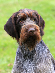 Image showing The typical Bohemian wire-haired Pointing Griffon