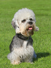 Image showing Dandie Dinmont Terrier on a green grass lawn