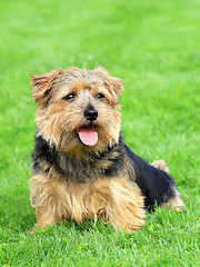 Image showing Norfolk terrier on a green grass lawn