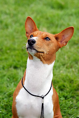 Image showing Basenji dog on a green grass lawn