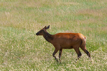 Image showing Mule deer on morning pasture