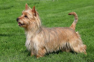 Image showing Australian Terrier on a green grass lawn