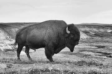 Image showing American Bison in the Yellowstone National Park 