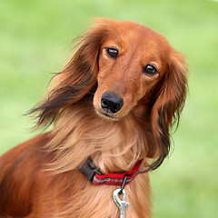 Image showing Dashund dog in a garden