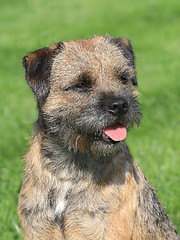 Image showing Border terrier on a green grass lawn