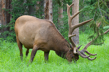 Image showing Large bull elk grazing in summer grass in Yellowstone