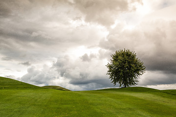 Image showing On the golf course in the morning mist