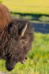 Image showing The detail of typical American Bison 