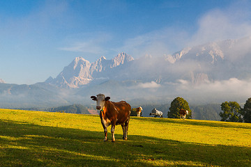 Image showing On pasture in the morning mist