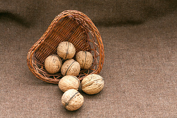 Image showing Walnuts in the old wicker basket on burlap