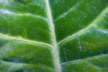 Image showing Macro of green leaf with a spiderweb