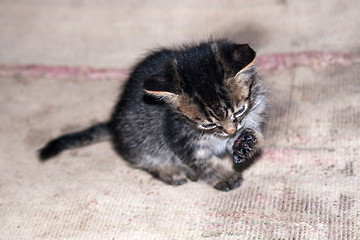 Image showing funny cat looking at his paw